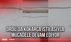 Ordu’da Kokarca İstilasıyla Mücadele Devam Ediyor