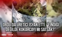 Ordu'da Üretici İsyan Etti, "Fındığı Değilde Kokarcayı Mı Satsak?"