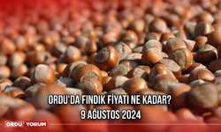 Ordu'da fındık fiyatı ne kadar? 9 Ağustos 2024