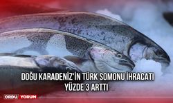 Doğu Karadeniz'in Türk Somonu İhracatı Yüzde 3 Arttı