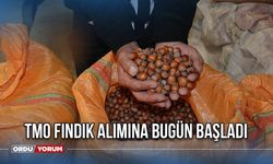 TMO fındık alımına bugün başladı