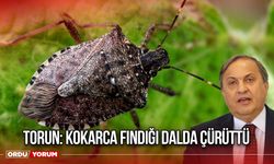 Torun: Kokarca Fındığı Dalda Çürüttü