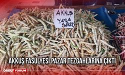 Akkuş Fasulyesi Pazar Tezgahlarına Çıktı