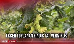 Erken Toplanan Fındık Tat Vermiyor!