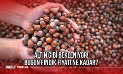 Altın Gibi Bekleniyor! Güncel fındık fiyatları? Bugün fındık fiyatı ne kadar? 1 kilo fındık kaç lira? 50 randıman fındık