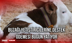 Buzağı yetiştiricilerine Destek Ödemesi Bugün Yatıyor