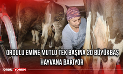 Ordulu Emine Mutlu Tek Başına 20 Büyükbaş Hayvana Bakıyor