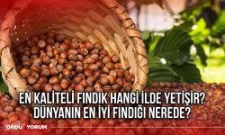 En kaliteli fındık Hangi ilde Yetişir? Dünyanın en iyi fındığı nerede?