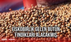 FİSKOBİRLİK Gelen Bütün Fındıkları Alacakmış