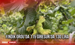 Fındık Ordu’da 115 Giresun’da 130 lira