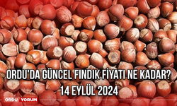 Ordu'da güncel fındık fiyatı ne kadar? 14 Eylül 2024