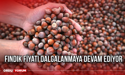 Fındık fiyatı dalgalanmaya devam ediyor