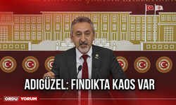 Adıgüzel: Fındıkta Kaos Var