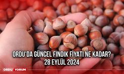 Ordu'da Güncel Fındık Fiyatı Ne Kadar? 28 Eylül 2024