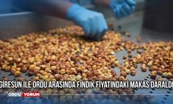 Giresun ile Ordu Arasında Fındık Fiyatındaki Makas Daraldı