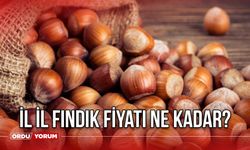 İl il fındık fiyatı ne kadar? Ordu, Giresun, Samsun, Sakarya ve Kocaeli'nde fındık fiyatı ne kadar? Hangi İlde Ne Kadar?