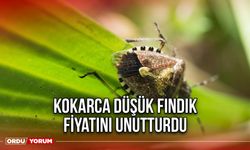 Kokarca Düşük Fındık Fiyatını Unutturdu