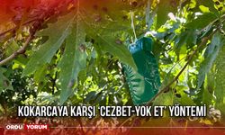 Kokarcaya Karşı ‘Cezbet-Yok Et’ Yöntemi