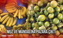 Muz ve Mandalina Pazara Çıktı