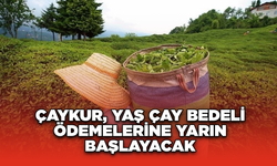 ÇAYKUR, yaş çay bedeli ödemelerine yarın başlayacak