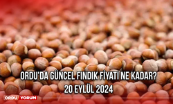 Ordu'da güncel fındık fiyatı ne kadar? 20 Eylül 2024