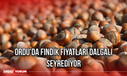 Ordu'da Fındık Fiyatları Dalgalı Seyrediyor