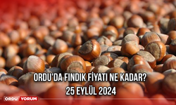 Ordu'da fındık fiyatı ne kadar? 25 Eylül 2024