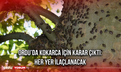 Ordu’da Kokarca İçin Karar çıktı: Her Yer İlaçlanacak