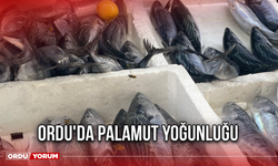 Ordu'da Palamut Yoğunluğu