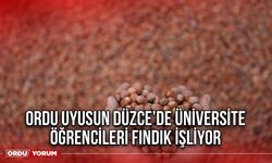 Ordu Uyusun Düzce’de Üniversite Öğrencileri Fındık İşliyor