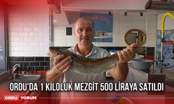 Ordu'da 1 Kiloluk Mezgit 500 Liraya Satıldı