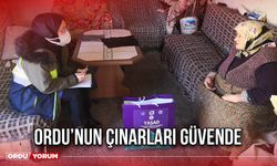 Ordu’nun Çınarları Güvende