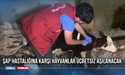 Şap Hastalığına Karşı Hayvanlar Ücretsiz Aşılanacak