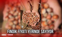 FINDIK FİYATI YERİNDE SAYIYOR