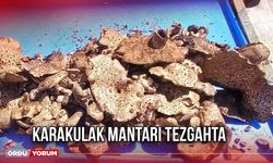 Karakulak mantarı tezgahta