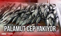 Palamut Cep Yakıyor