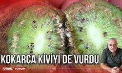 Kokarca Kiviyi De Vurdu