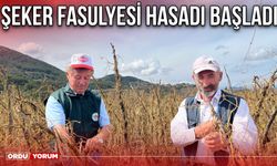 Şeker Fasulyesi Hasadı Başladı