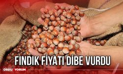 Fındık Fiyatı Dibe Vurdu