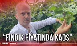 “Fındık fiyatında kaos”