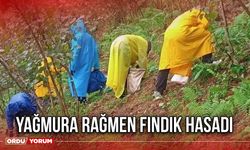 Yağmura rağmen fındık hasadı