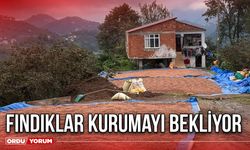 Fındıklar Kurumayı Bekliyor