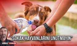 “Sokak hayvanlarını unutmayın”