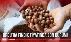 Ordu'da Fındık Fiyatında Son Durum!