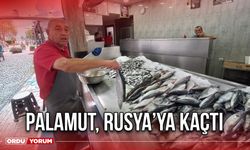 Palamut Rusya’ya Kaçtı!