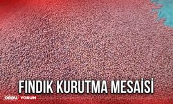 Fındık Kurutma Mesaisi