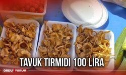 Tavuk Tırmıdı 100 Lira