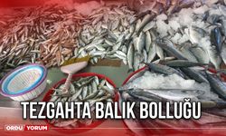 Tezgahta Balık Bolluğu