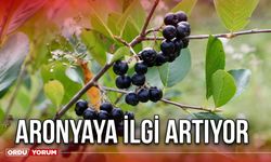 Aronyaya İlgi Artıyor