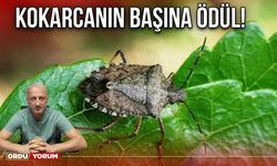 Kokarcanın Başına Ödül!